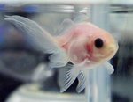 El pez transparente creado por cientficos japoneses. | AFP