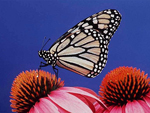 Un ejemplar de mariposa monarca, otra especie en peligro. | Index Stock Photography