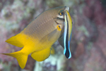 Un pez L. dimidiatus limpia de parsitos a su cliente.|Science