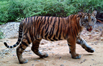 Un tigre de Sumatra, fotografiado en Indonesia el pasado verano. | AFP