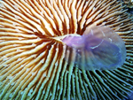 Un coral de la especie \\