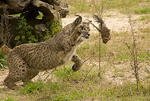 Garfio cazando en una imagen del Programa de Conservación Ex-Situ. | Lynxexsitu.es