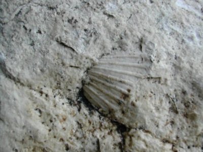 fosilcaaicad1.jpg