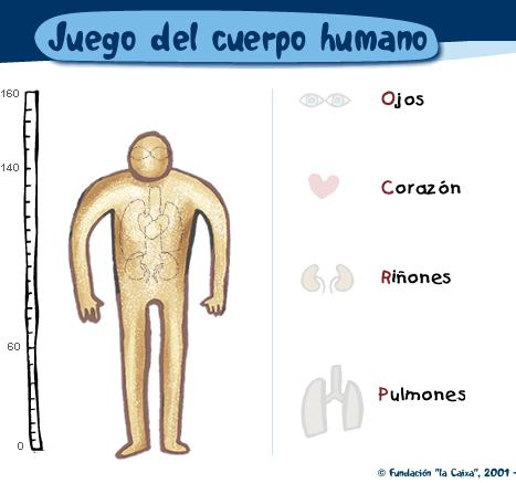 partes del cuerpo humano. EL CUERPO HUMANO 22/01/2009